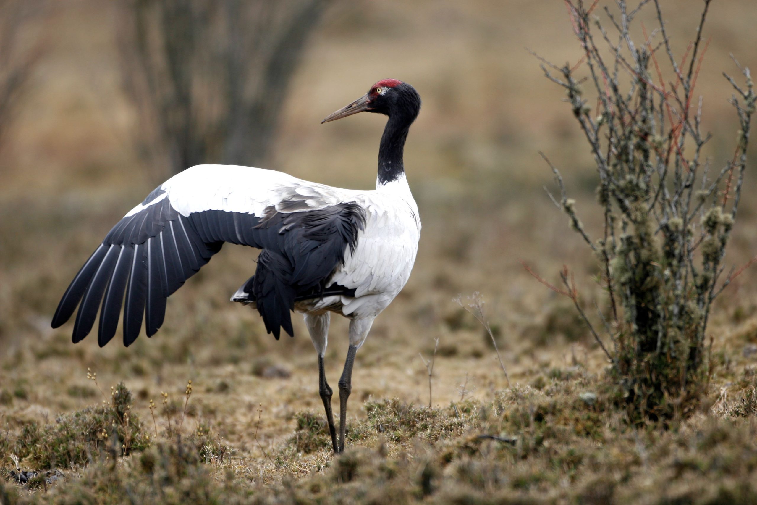 Birding in Bhutan